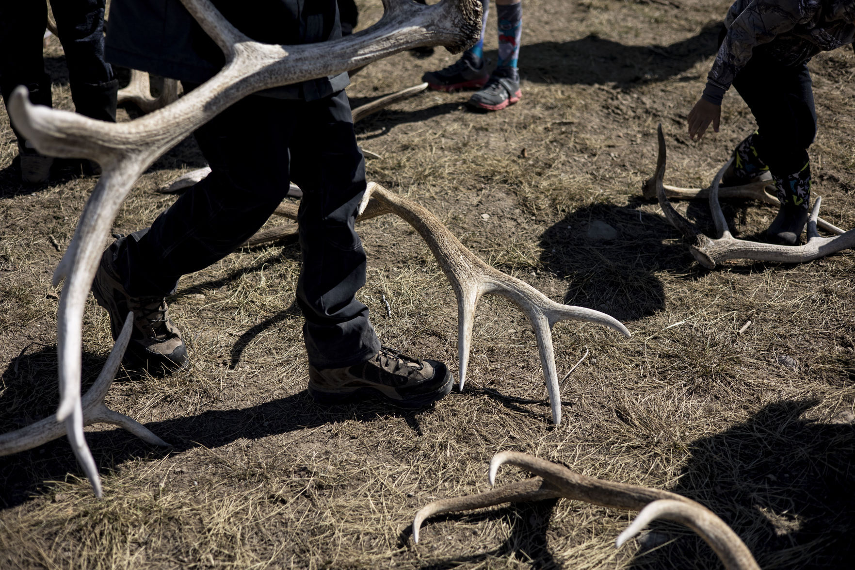 Elk antler collection